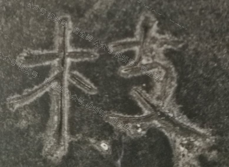 枝
